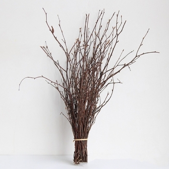 Ramuri uscate naturale pentru decor interior și recuzită fotografică – Dreamer