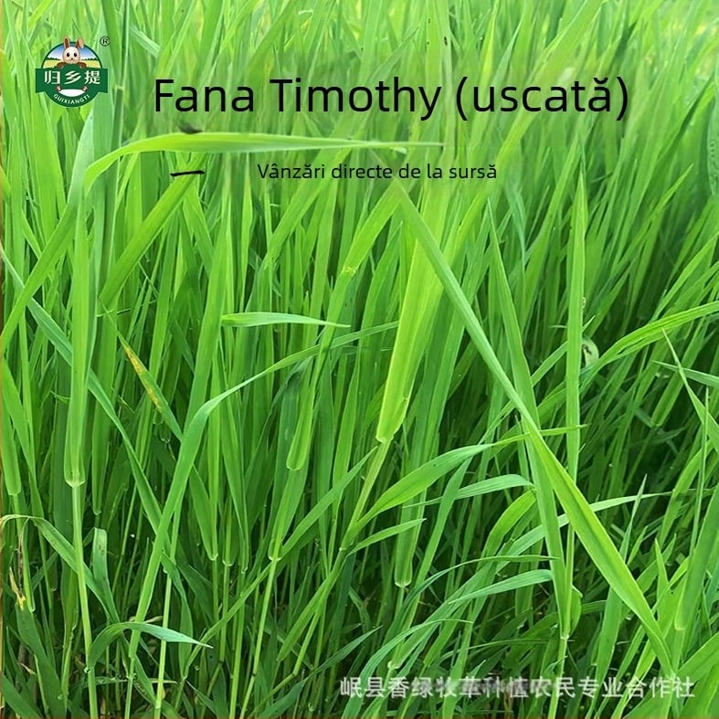 Hrană uscată pentru animale de companie: Timothy fân pentru iepuri și chinchile, 1 kg, Homecoming, ambalaj carton