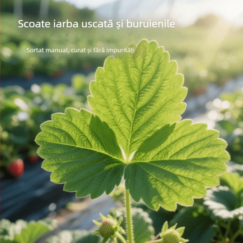 Hrană uscată pentru iepuri, cinchile și purcei de Guineea cu frunze uscate de căpșune și lăstari de căpșune — uz general; 50 g; origine Henan