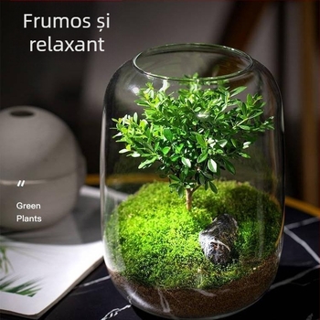 Sticlă DIY Peisaj Ecologic — sticlă borosilicat de înaltă calitate; ambalaj carton; așezare pe suprafață; nu este cadou; nu este importată