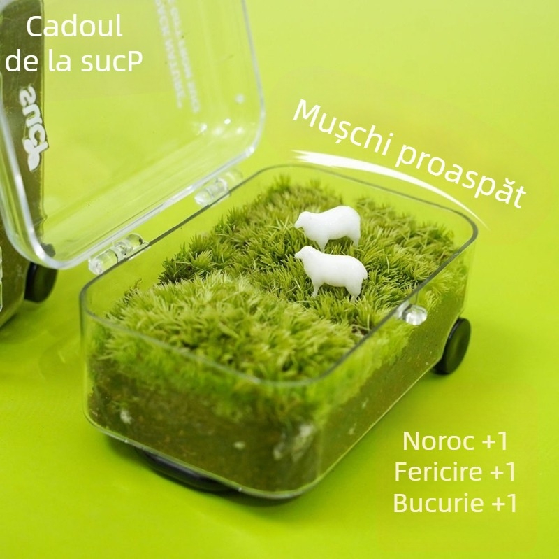 Micro-peisaj cu mușchi în sticluță ecologică – Plantă verde, ușor de întreținut, cadouri de afaceri, fără import