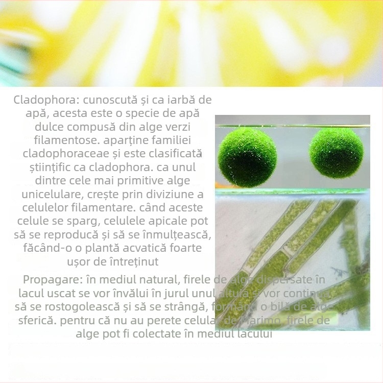 Bilă de alge Marimo în sticlă ecologică — peisaj hidroponic mic pentru cămin și acvariu cu pești de companie — plante acvatice oxigenante
