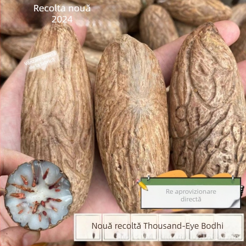 Mărgele Bodhi – handmade, naturale, lustruite seminte Bodhi, stil modern minimalist, primăvara 2023