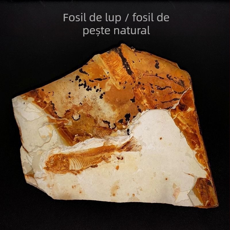 Piatra fosil naturală – ornament decorativ cu formă neregulată, pentru învățarea geologiei și demonstrații științifice