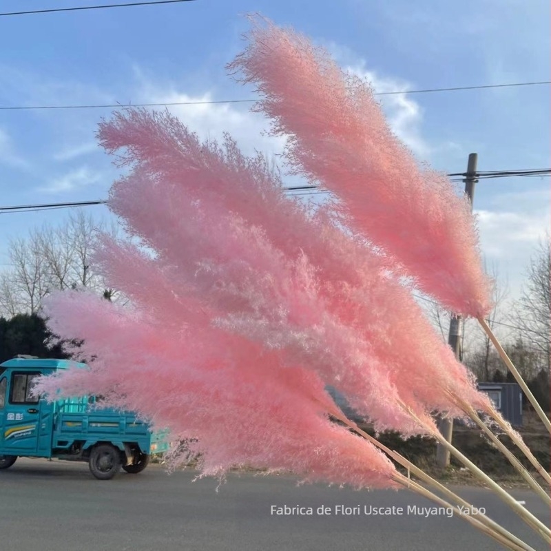 Buchet roz de flori uscate - flori uscate, decor natural pentru studio, recuzite de nuntă, brand Yabo, ambalaj Opp bag, proces 3404050