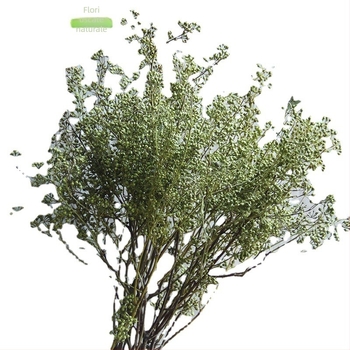 Flori uscate de fructe pentru decor acasă — Brand: The Dreamer Flower; Material: flori uscate; Proces: 22408001136; Tip: Fruct; Varietate: Alte