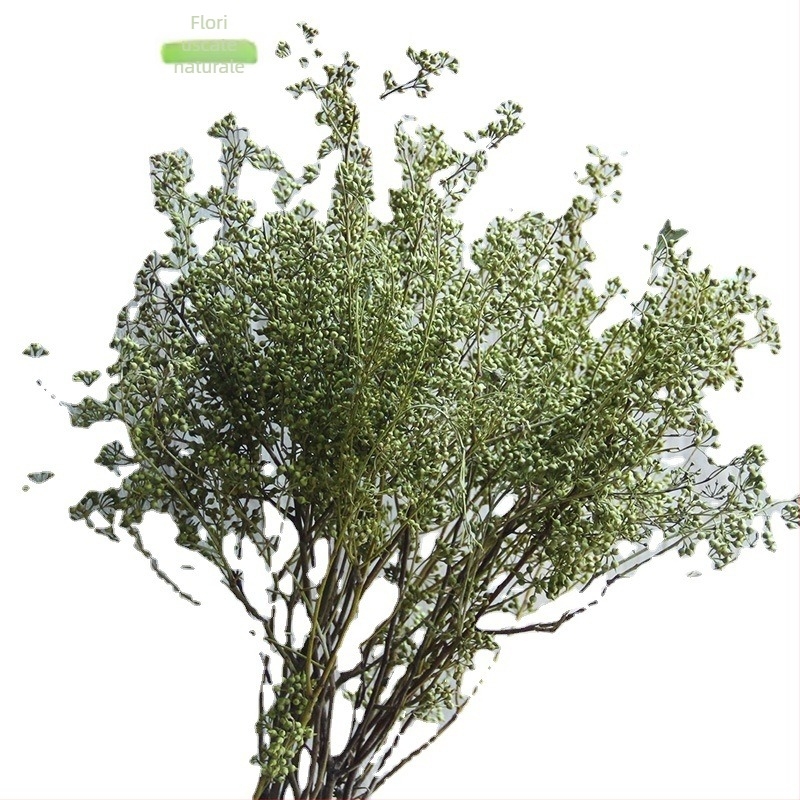 Flori uscate de fructe pentru decor acasă — Brand: The Dreamer Flower; Material: flori uscate; Proces: 22408001136; Tip: Fruct; Varietate: Alte