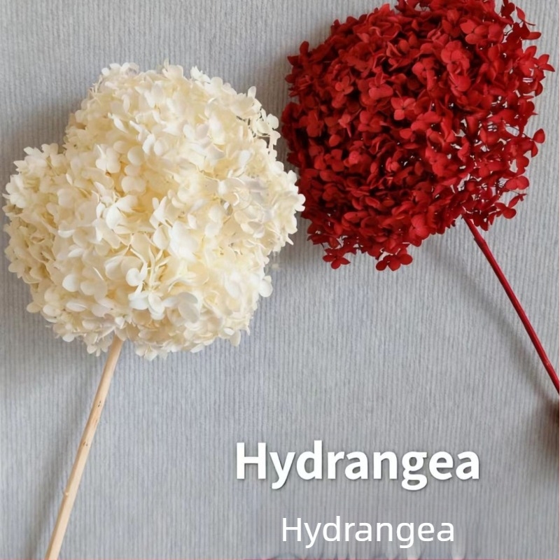 Hortensia Anna — Flori păstrate, decorațiuni DIY pentru casă și evenimente; Brand: Everlasting Anna Hydrangea; Material: flori păstrate; Varietate: Anna