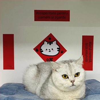 Autocolante pentru ușă de Anul Nou, cu motiv de pisică drăguță și ilustrații de desene animate, decor interior creativ • Cod produs: 35fffzqa • Brand: Other • Rezoluție: 10000 dpi