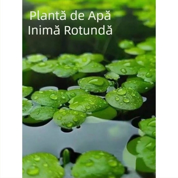 Duckweed plutitor pentru acvariu – purificare a apei, plantă verde pentru birou și curte