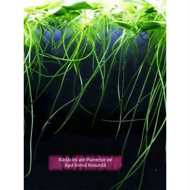 Duckweed plutitor pentru acvariu – purificare a apei, plantă verde pentru birou și curte