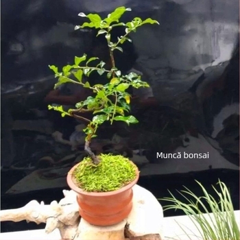 Copac bonsai cu tulpină veche și puieți fructiferi (Marcă: Unique; Import: Nu; Temperatură de creștere optimă: O altă; Varietăți de plante: Altele)