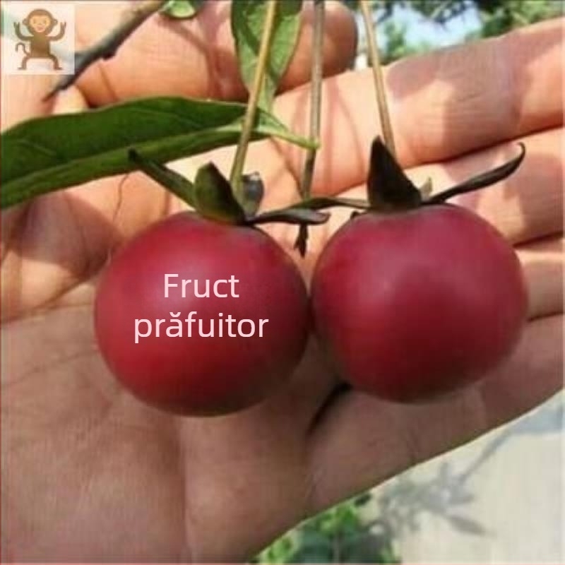 Copac bonsai cu tulpină veche și puieți fructiferi (Marcă: Unique; Import: Nu; Temperatură de creștere optimă: O altă; Varietăți de plante: Altele)