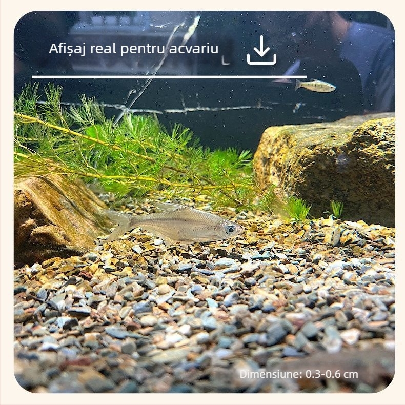 Nisip natural pentru fundul acvariului, amenajări acvaristice