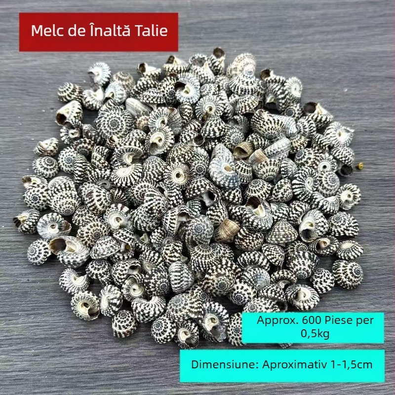 Material decorativ din scoică conch – natural; stil mediteranean; scoică și concha; pentru sticle drift și amenajări acvatice; Ocean Love