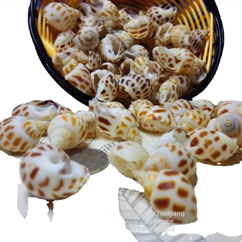 Decorațiuni pentru acvariu din cochilii - Underwater Baby, scoici naturale, formă naturală, stil chinezesc nou