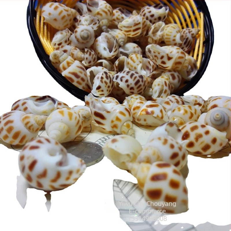 Decorațiuni pentru acvariu din cochilii - Underwater Baby, scoici naturale, formă naturală, stil chinezesc nou