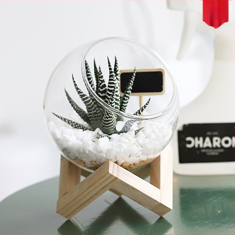 Moss Micro-Landscape într-un terrariu de sticlă – Xuanyi, sticlă borosilicată de înaltă calitate, afișaj pe birou, ambalat în pungă PP