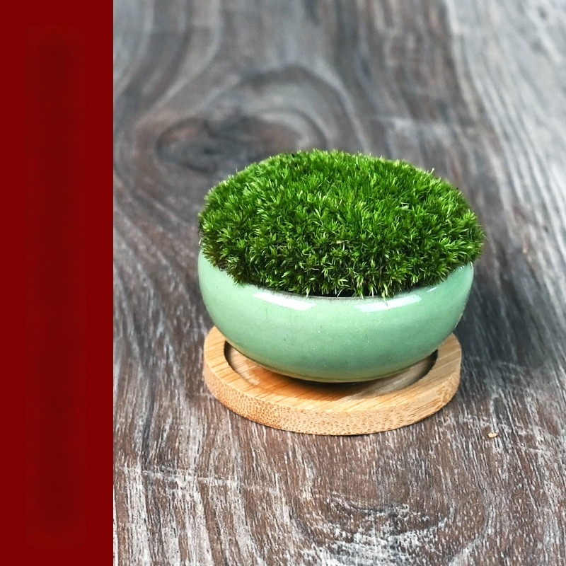 Peisaj micro Moss Cup Luohan Baby Bonsai pentru birou și decorarea camerei de ceai • bazin ceramic respirabil • Brand Beichuan Peach and Plum • gata de cadou • pentru birou