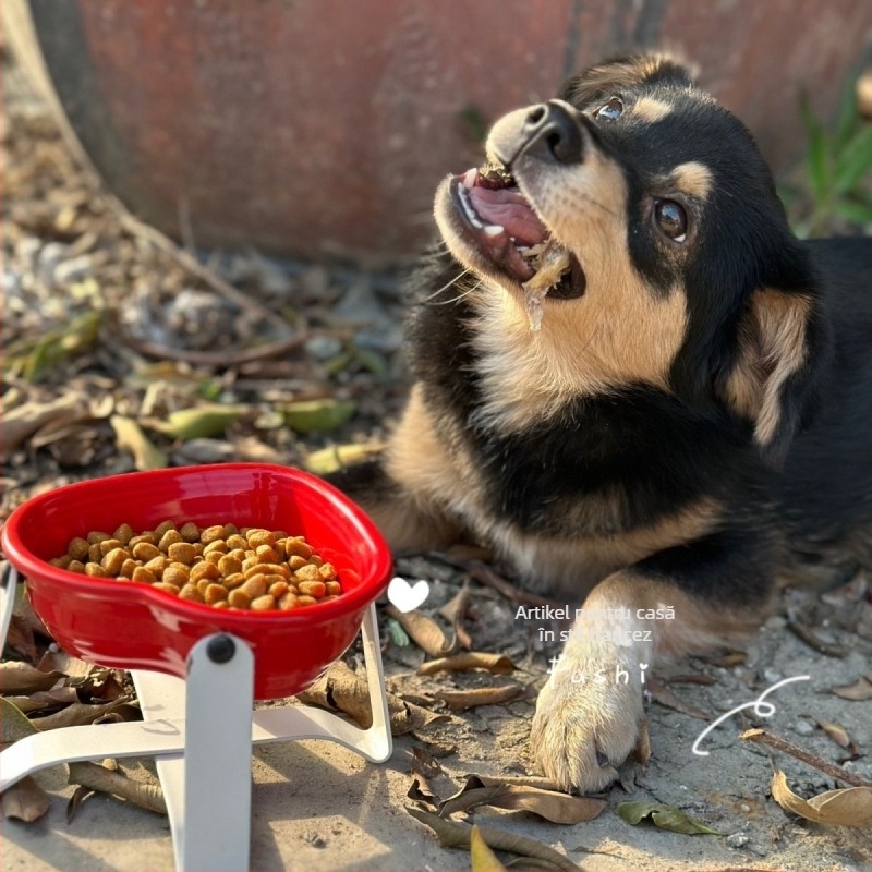 Bol ceramic pentru animale de companie, în formă de inimă, pentru pisici și câini mici