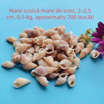 Decorațiuni pentru acvariu din scoici – scoici naturale, stil marin; confecție naturală, proces de fabricație bionic (Material: scoici; Stil: marin; Confecție: natural; Proces: bionic; Aplicabile: recuzită pentru studiouri foto, imagini pentru acvariu)