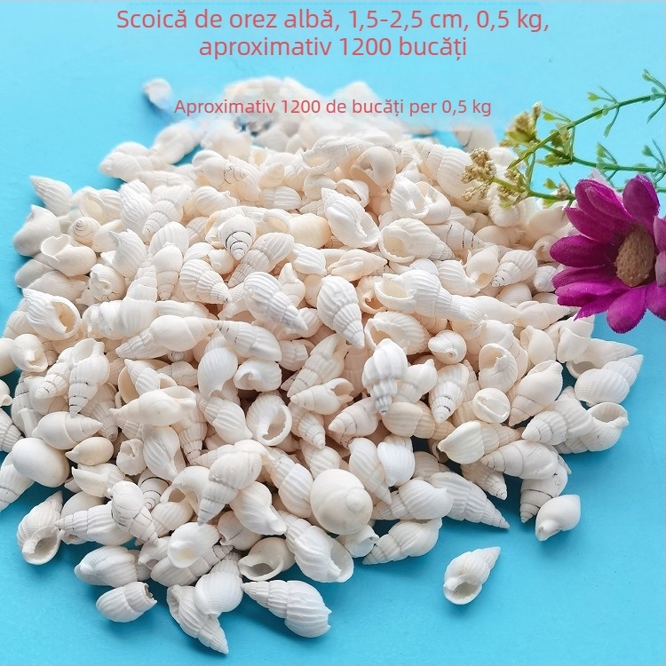 Decorațiuni pentru acvariu din scoici – scoici naturale, stil marin; confecție naturală, proces de fabricație bionic (Material: scoici; Stil: marin; Confecție: natural; Proces: bionic; Aplicabile: recuzită pentru studiouri foto, imagini pentru acvariu)