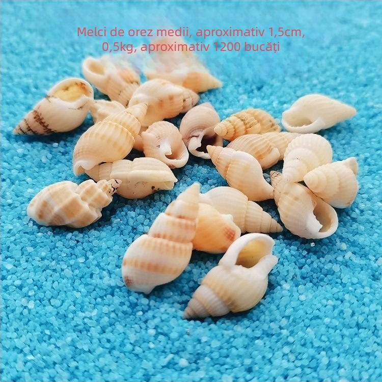 Decorațiuni pentru acvariu din scoici – scoici naturale, stil marin; confecție naturală, proces de fabricație bionic (Material: scoici; Stil: marin; Confecție: natural; Proces: bionic; Aplicabile: recuzită pentru studiouri foto, imagini pentru acvariu)