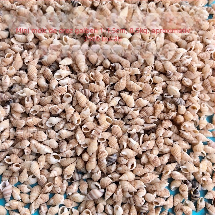 Decorațiuni pentru acvariu din scoici – scoici naturale, stil marin; confecție naturală, proces de fabricație bionic (Material: scoici; Stil: marin; Confecție: natural; Proces: bionic; Aplicabile: recuzită pentru studiouri foto, imagini pentru acvariu)