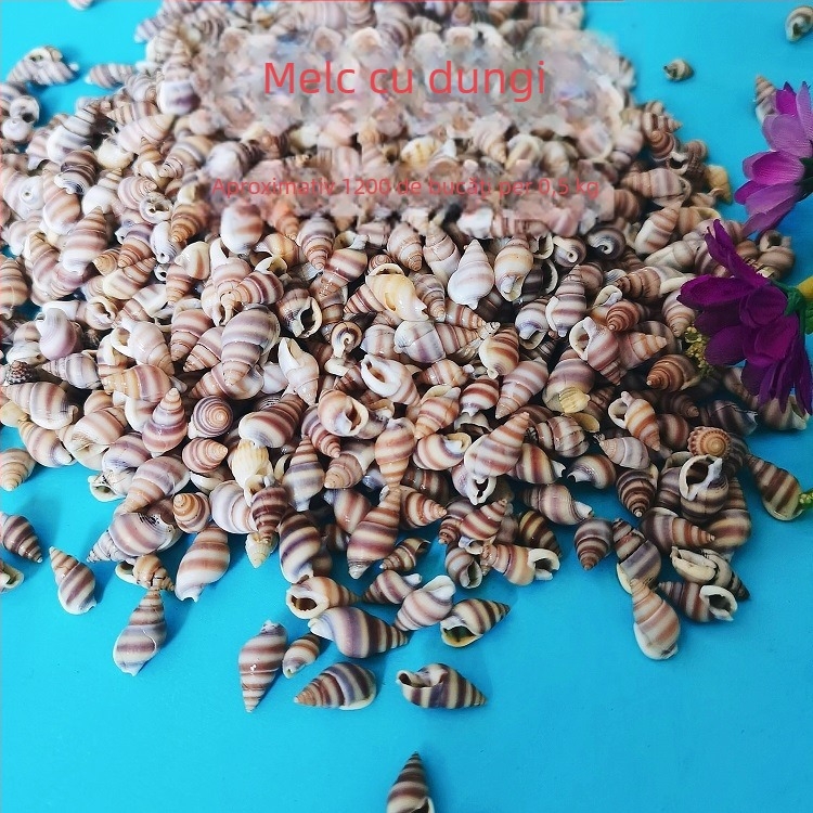 Decorațiuni pentru acvariu din scoici – scoici naturale, stil marin; confecție naturală, proces de fabricație bionic (Material: scoici; Stil: marin; Confecție: natural; Proces: bionic; Aplicabile: recuzită pentru studiouri foto, imagini pentru acvariu)