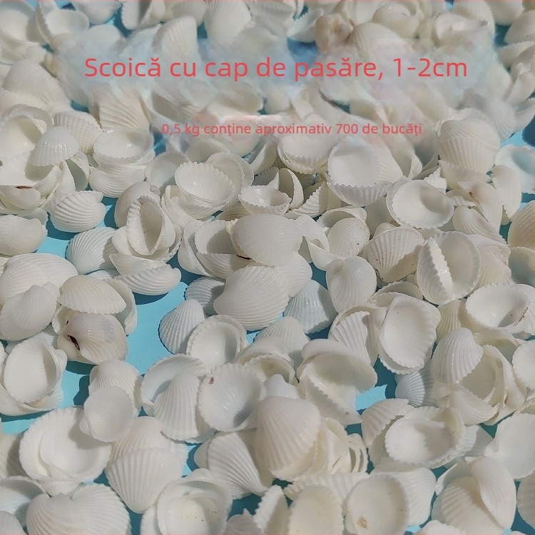 Decorațiuni pentru acvariu din scoici – scoici naturale, stil marin; confecție naturală, proces de fabricație bionic (Material: scoici; Stil: marin; Confecție: natural; Proces: bionic; Aplicabile: recuzită pentru studiouri foto, imagini pentru acvariu)