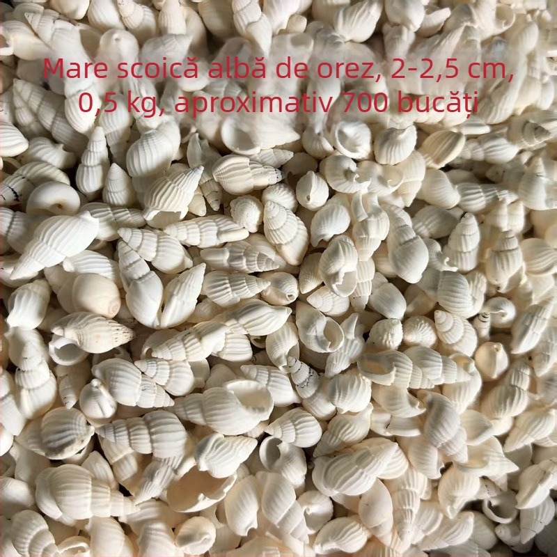 Decorațiuni pentru acvariu din scoici – scoici naturale, stil marin; confecție naturală, proces de fabricație bionic (Material: scoici; Stil: marin; Confecție: natural; Proces: bionic; Aplicabile: recuzită pentru studiouri foto, imagini pentru acvariu)