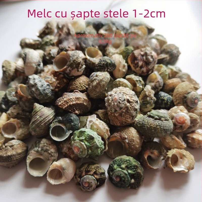 Decorațiuni pentru acvariu din scoici – scoici naturale, stil marin; confecție naturală, proces de fabricație bionic (Material: scoici; Stil: marin; Confecție: natural; Proces: bionic; Aplicabile: recuzită pentru studiouri foto, imagini pentru acvariu)