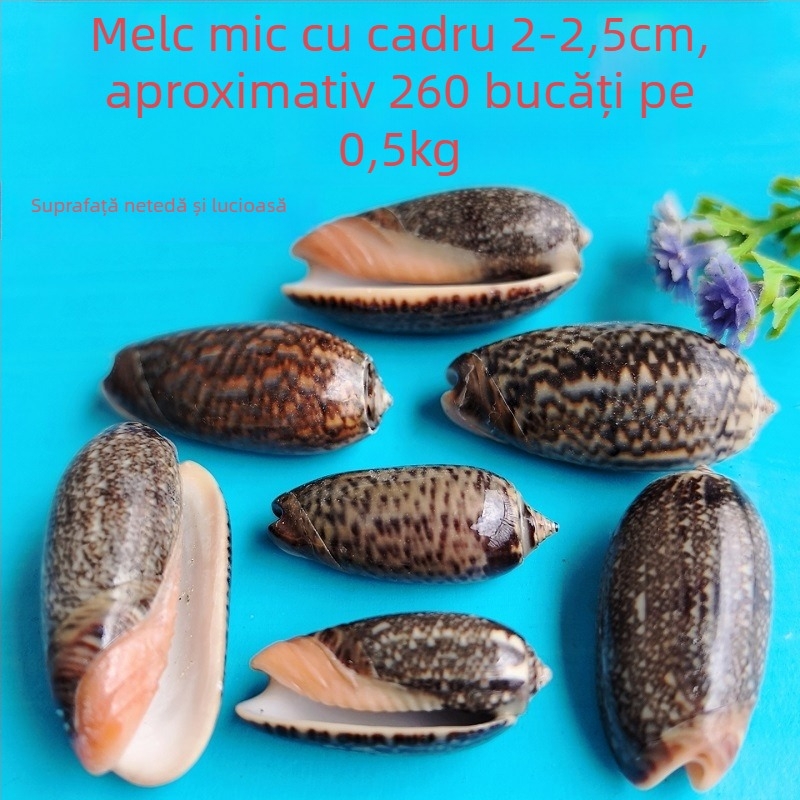 Decorațiuni pentru acvariu din scoici – scoici naturale, stil marin; confecție naturală, proces de fabricație bionic (Material: scoici; Stil: marin; Confecție: natural; Proces: bionic; Aplicabile: recuzită pentru studiouri foto, imagini pentru acvariu)