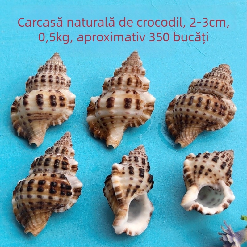 Decorațiuni pentru acvariu din scoici – scoici naturale, stil marin; confecție naturală, proces de fabricație bionic (Material: scoici; Stil: marin; Confecție: natural; Proces: bionic; Aplicabile: recuzită pentru studiouri foto, imagini pentru acvariu)