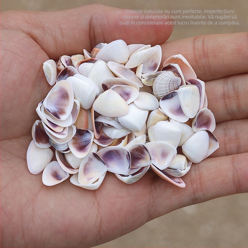 Mini sticlă-drift cu cochilie de melc marin - Material natural, decor micro peisaj, stil mediteranean (Material: Cochilie, Melc de mare; Stil: Mediteranean; Confecție: Natural; Cod produs: Mini Small Sea Snail)