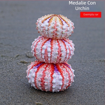 Colecție inspirată de medalie cu arici de mare și scoică naturală — specimen decorativ pentru locuință, ornament lucrat manual pentru plante aeriene