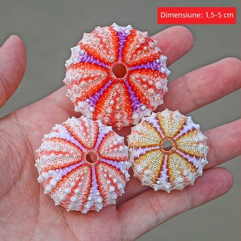 Colecție inspirată de medalie cu arici de mare și scoică naturală — specimen decorativ pentru locuință, ornament lucrat manual pentru plante aeriene