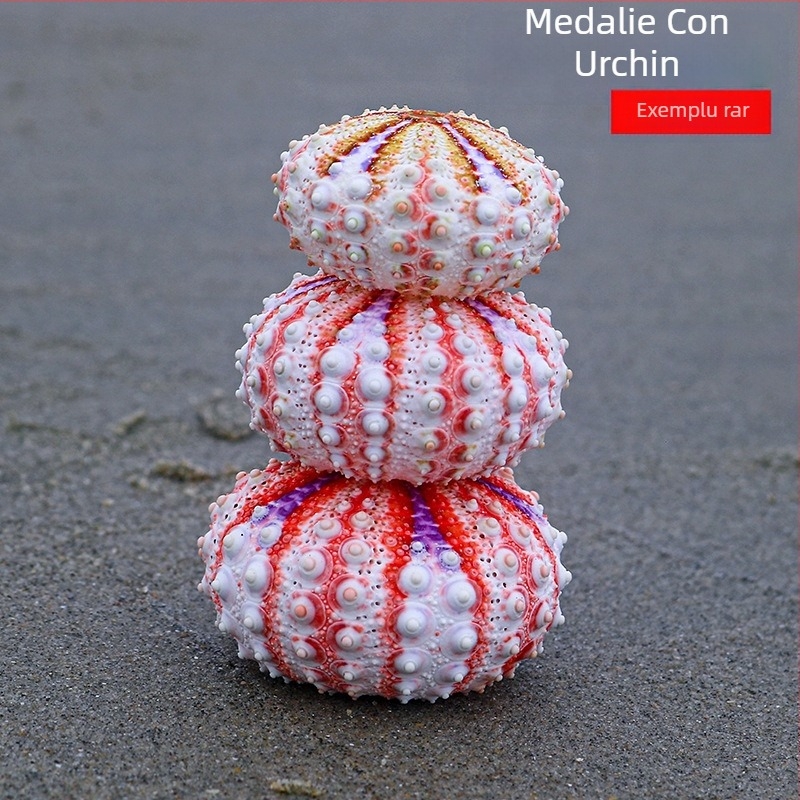 Colecție inspirată de medalie cu arici de mare și scoică naturală — specimen decorativ pentru locuință, ornament lucrat manual pentru plante aeriene
