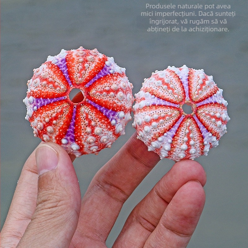 Colecție inspirată de medalie cu arici de mare și scoică naturală — specimen decorativ pentru locuință, ornament lucrat manual pentru plante aeriene