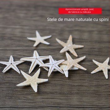 Scoică naturală, mini stea de mare în sticluță de sticlă, decor micro-peisaj, handmade, accesorii DIY, flori păstrate