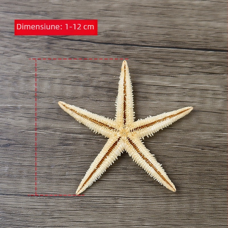 Scoică naturală, mini stea de mare în sticluță de sticlă, decor micro-peisaj, handmade, accesorii DIY, flori păstrate