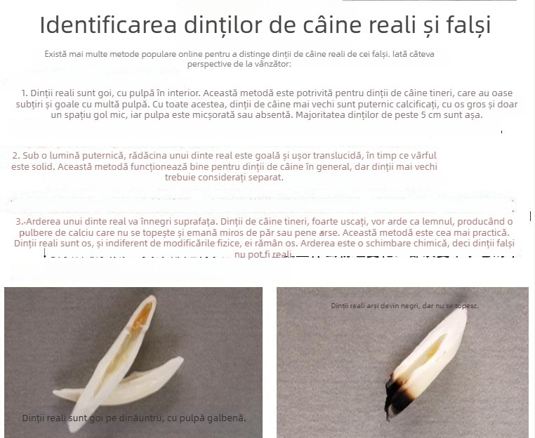 Colier autentic cu dinți de câine — pandantiv din dinte de lup și dinte de mastiff tibetan, stil etnic, pentru bărbați și copii