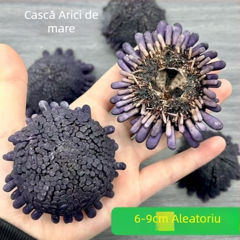 Arici de mare în formă de coif și scoică conică naturală, dimensiune aproximativă 6-9 cm, specimen pentru colecție, decor mov