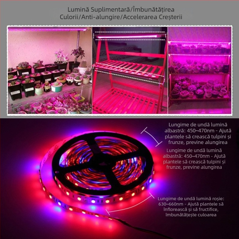 Bandă LED 12V 5050 pentru creșterea plantelor, neimpermeabilă, reglaj prin telecomandă, fascicul 120°, CRI 70, pentru flori și legume