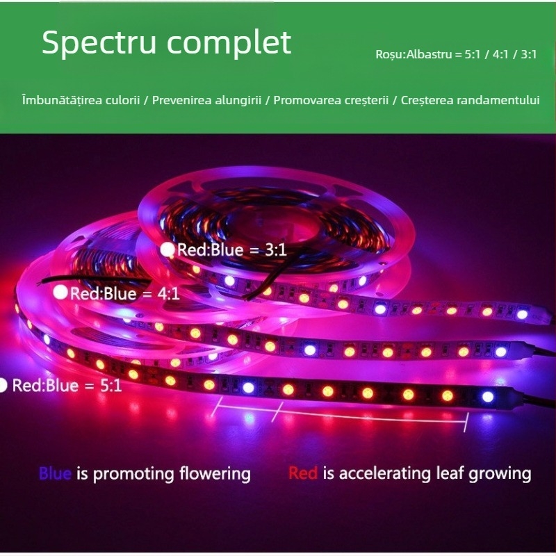 Bandă LED 12V 5050 pentru creșterea plantelor, neimpermeabilă, reglaj prin telecomandă, fascicul 120°, CRI 70, pentru flori și legume