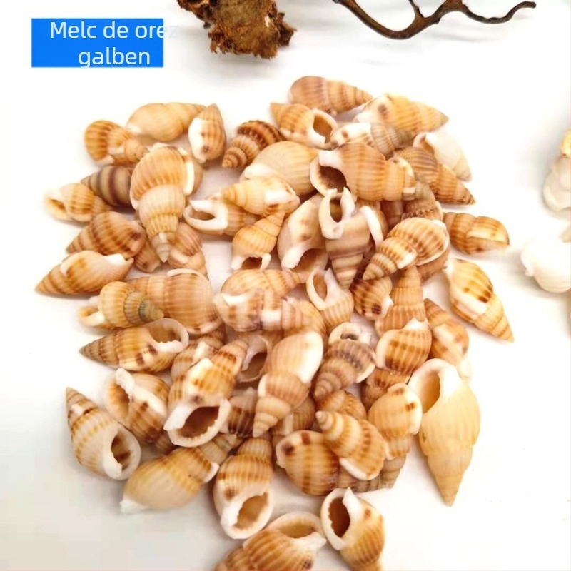 Conchii decorative mici, aproximativ 1 cm, vânzare după greutate