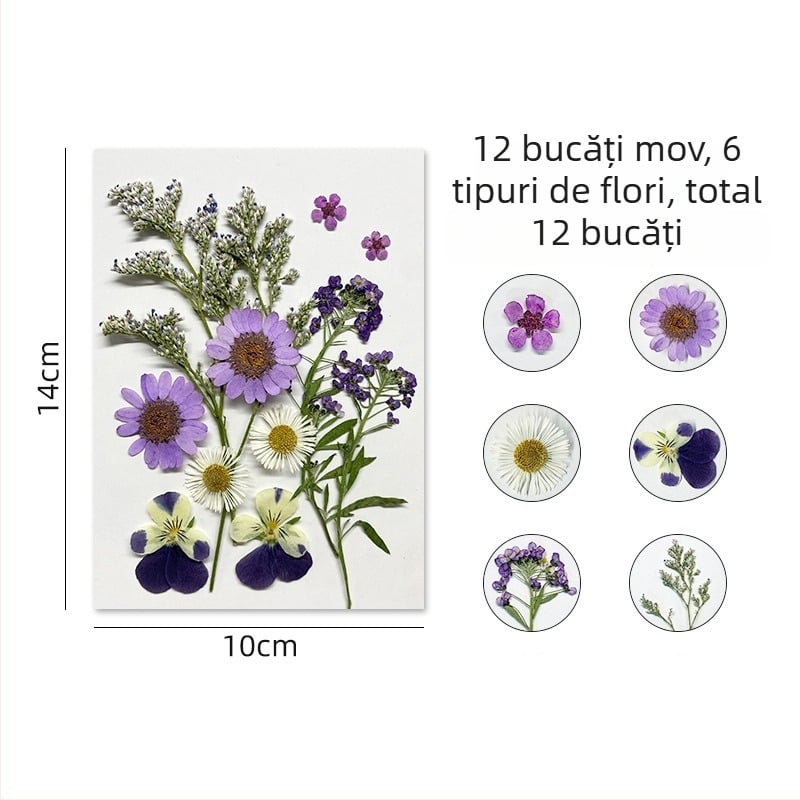 Forget-me-not - kit cu flori uscate pentru artă florală presată, decor de perete, ambalare vid