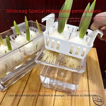 Ghiveci hidroponic pentru lalele, vază transparentă din rășină, coș de plantare din plastic, bulbi de lalele pentru cultură în apă