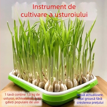 Ghivece de balcon pentru usturoi, cultivare hidroponică