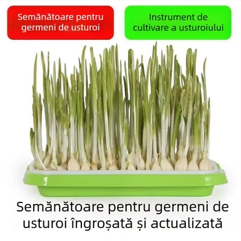 Ghivece de balcon pentru usturoi, cultivare hidroponică